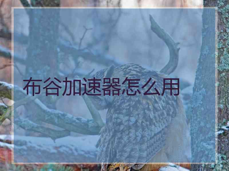 布谷加速器怎么用